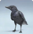 CASH CROW - S01 BP Level 95