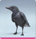 Level 95 CASH CROW