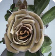 CEREMONIAL CORSAGE - S01 BP Level 64 (Bundle)
