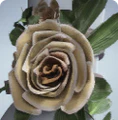 Thumbnail for version as of 22:23, 2 April 2025